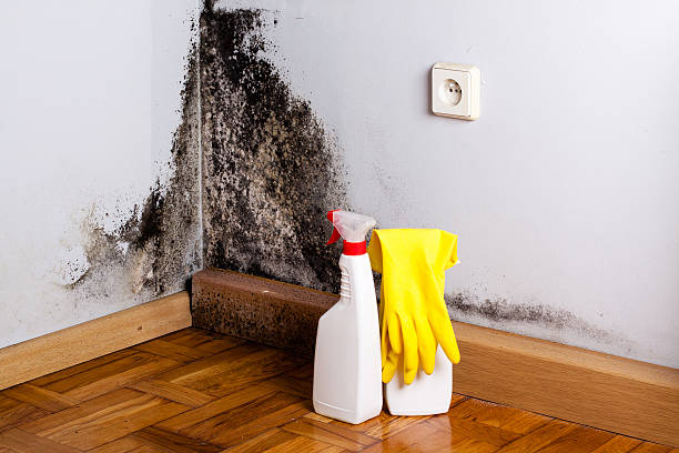 Best Emergency Mold Remediation in Walnut Grove, GA
